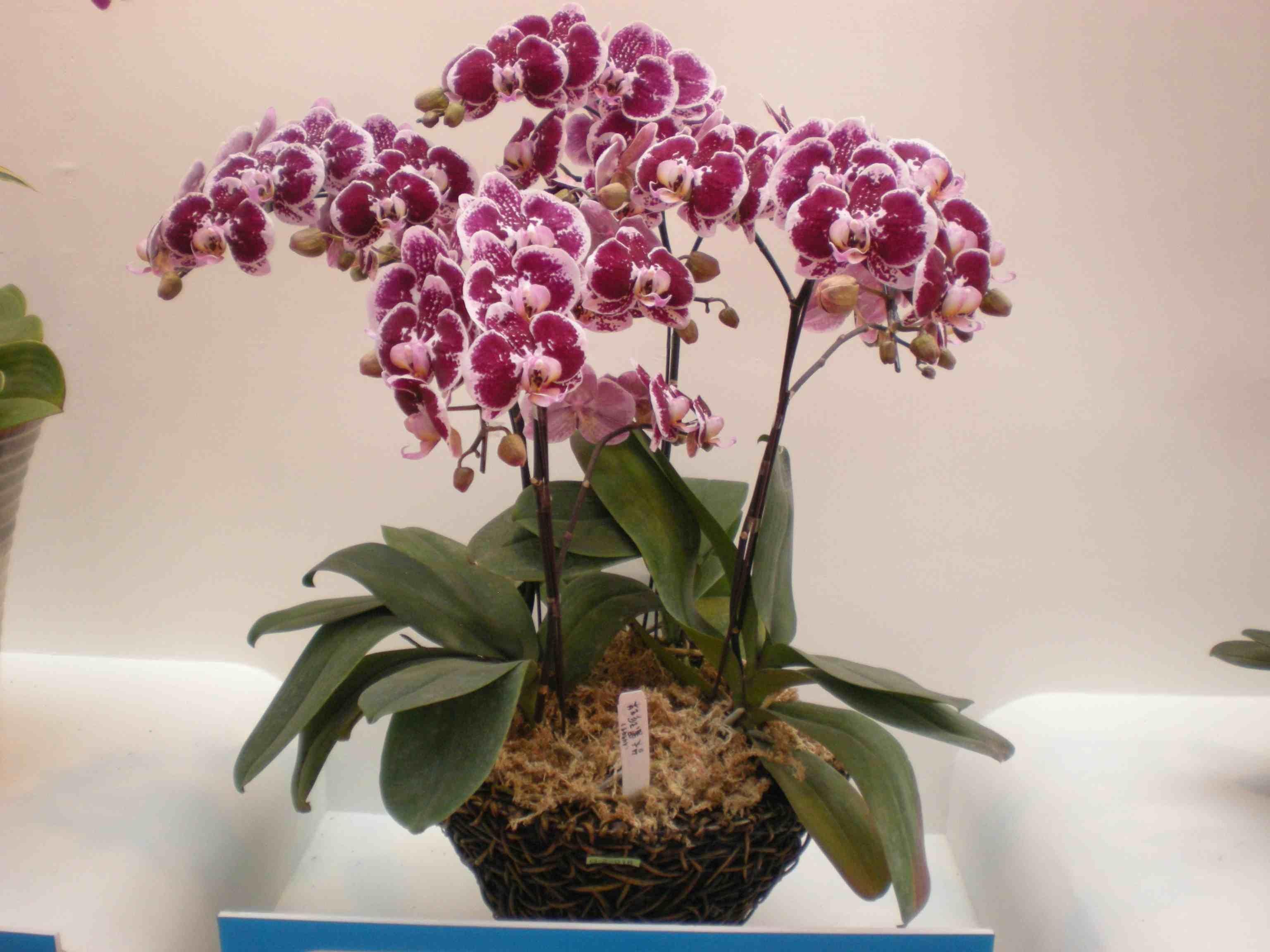 Sphaigne vivante - matériel pour plantes carnivores, orchidée
